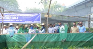 Foto panen Ikan Nila di Areal Mako Lantamal IV